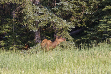 A Female Elk in the Woods