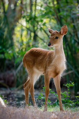 Eld's deer (Rucervus eldii or Panolia eldii), also known as the thamin or brow-antlered deer, is an endangered species of deer