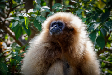 Obraz premium Close up, face of White Handed Gibbon or Commom Gibbon in Tropical forest.