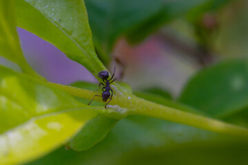Ant's Life. Animal Closeup. Macro shot of a black ant wandering on a green plant. Black Ants photographed using a macro lens. Bandung, Indonesia