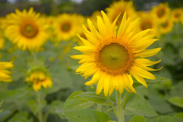 sunflower in the field
