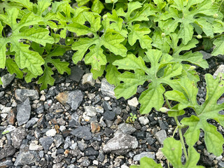 close up view of green Bitter Gourd plants growing on soil