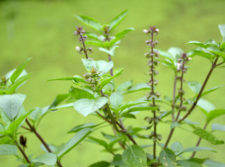 beautiful green leaves of a sweet basil plant in the garden