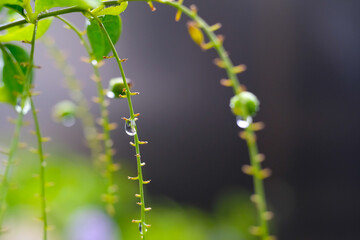 Background Photography. Plants Closeup. Close up of dew drops on dangling plants. A few dew drops in the morning. Shot in macro lens. Bandung, Indonesia