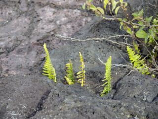 Struggling for life concept with Green plant shoots germinating through lava rock surface