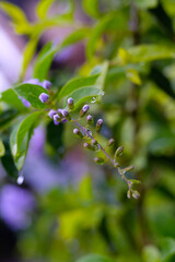 Background Photography. Plants Closeup. Close up of dew drops on dangling plants. A few dew drops in the morning. Shot in macro lens. Bandung, Indonesia