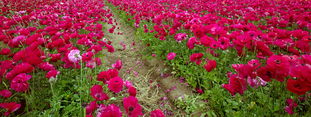 Magenta pink microfield of ranunculus flowers in north San Diego county in southern California United States - obrazy, fototapety, plakaty
