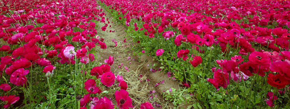 Magenta pink microfield of ranunculus flowers in north San Diego county in southern California United States