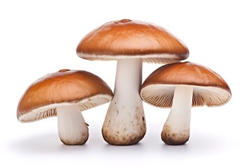 Fresh mushrooms in the photo on a white background. generative AI