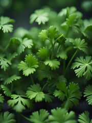 Fototapeta na wymiar fresh green parsley leaves background