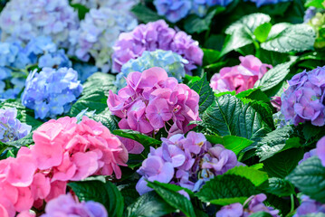 Pink and blue hydrangea flowers blossom in the ornamental garden