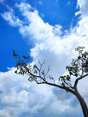 tree and sky