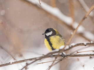 Cute bird Great tit, songbird sitting on the fir branch with snow in winter