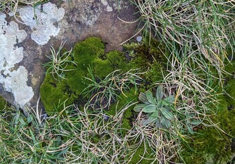 Closeup textured background of rock, moss, and grasses