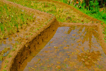Background Photography. Textured Background. Close up of a patch of rice fields. A plot of rice fields that has not yet been planted with rice. Shot in macro lens. Bandung, Indonesia