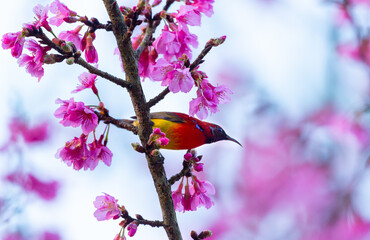 Beautiful bird, Mrs. Gould's Sunbird; Aethopyga gouldiae Male Birds of Thailand. Bird on Cherry Blossom, Wild Himalayan Cherry