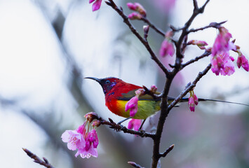 Fototapeta premium Beautiful bird, Mrs. Gould's Sunbird; Aethopyga gouldiae Male Birds of Thailand. Bird on Cherry Blossom, Wild Himalayan Cherry