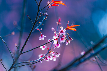Close-up of Sakura (Cheery Blossom) flowers that blooming on their tree in a clearly blue sky spring day, with blurred background. Flowers and Leaves against nature blurred background