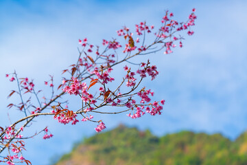 Close-up of Sakura (Cheery Blossom) flowers that blooming on their tree in a clearly blue sky spring day, with blurred background. Flowers and Leaves against nature blurred background