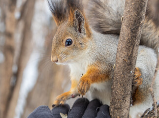 Squirrel eats nuts from a man's hand. Caring for animals in winter or autumn.