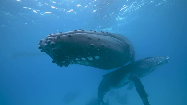 Humpback Whale and Calf in Tonga, South Pacific
4k footage of a freediver in breeding season with a 3 month 2-ton humpback