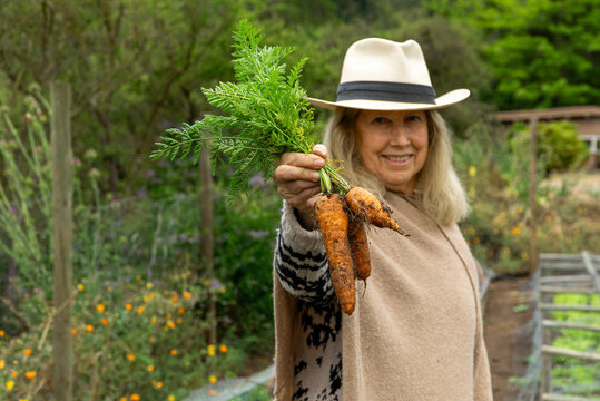 Senior woman with a hat holding organic carrots - Powered by Adobe