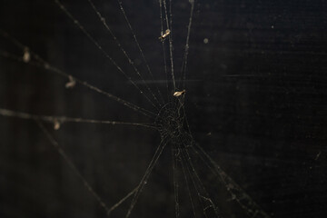 spider on the web.