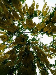 Looking up to the sky through hanging yellow wisteria