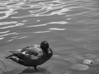 Travis Wetlands 16th January 2024