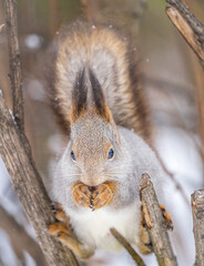 Fototapeta premium The squirrel with nut sits on tree in the winter or late autumn