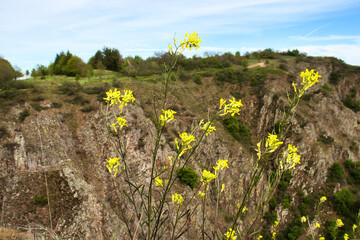 Yellow flowers growing on a cliff at Rotenfels on a spring day in Rhineland Palatinate, Germany.