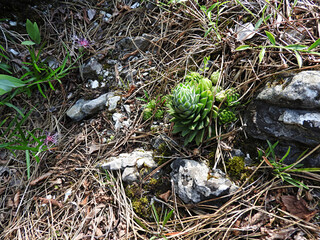 Mountain houseleek growing in the wild 