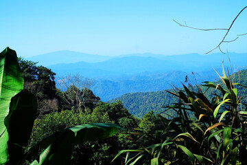 Landscape of trees, mountains and flowers under blue sky viewed from  summit of a hill 1