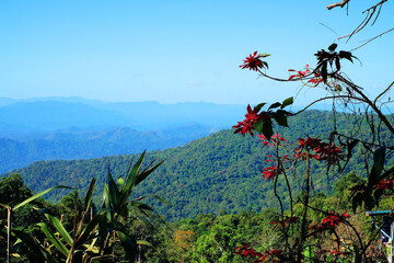 Landscape of trees, mountains and flowers under blue sky viewed from  summit of a hill 1
