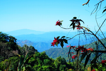 Landscape of trees, mountains and flowers under blue sky viewed from  summit of a hill 2