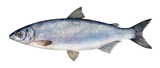 Watercolor common whitefish or European whitefish (Coregonus lavaretus). Hand drawn fish illustration isolated on white background.