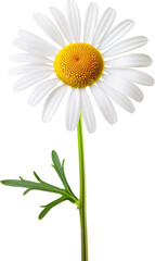 Naklejka premium White chrysanthemum isolated on transparent background. PNG