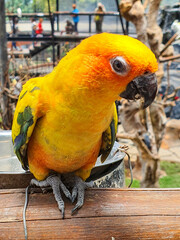 A close up photo of a beautiful yellow parrot sitting on the branch of a tree at Lembang Park and Zoo, Bandung, Indonesia