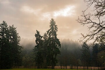 Moody Gloomy Eerie Trees Foggy Misty horizon
