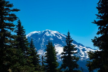 Trees overlooking mt rainier PNW