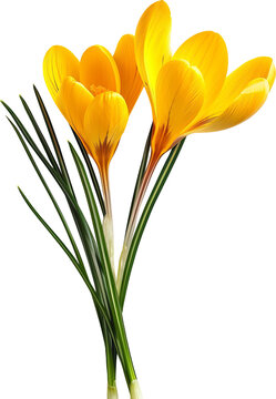 Beautiful yellow crocus flower  isolated on transparent background. PNG