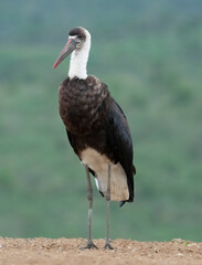 Wooly-necked stork (Ciconia episcopus) stands sentinel at Scavengers' hide, Zimanga Private Game...