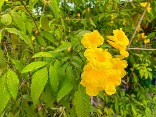 Vibrant Yellow Flowers Blooming Beautifully in the Summer Garden, Pansies and Roses in Close-up Macro Shot, showcasing the Bright Floral Beauty of Nature