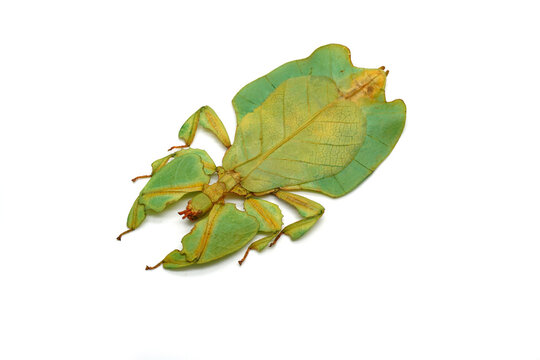 Green leaf insect isolated on white background. Leaf insect (Phyllium bioculatum) or Walking leaves, Rare and protected