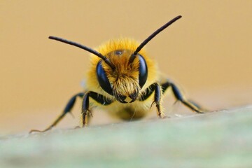 Frontal Closeup Male Jersey Mason Bee Osmia Niveata 1