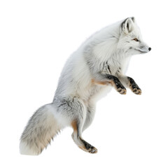 White Fox Jumping in Air in Snow