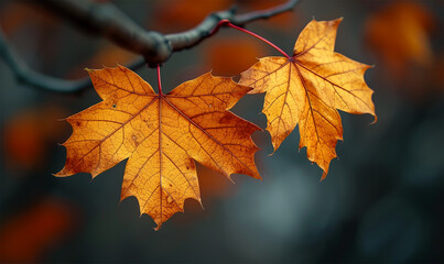 Maple Leaf Mosaic, Autumn's Rustic Nature Background