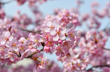 京都 淀水路の河津桜	
