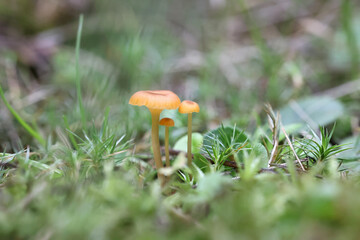 Orange mosscap, Rickenella fibula, also called Omphalina fibula, commonly known orange moss agaric, wild mushroom from Finland