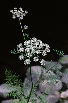 Milk-parsley, Peucedanum palustre, also known as Hogfennel or Marsh hog’s fennel, wild plant from Finland